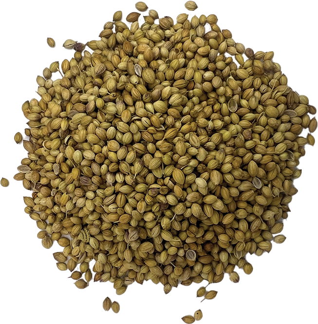 Shajapur Coriander Powder whole